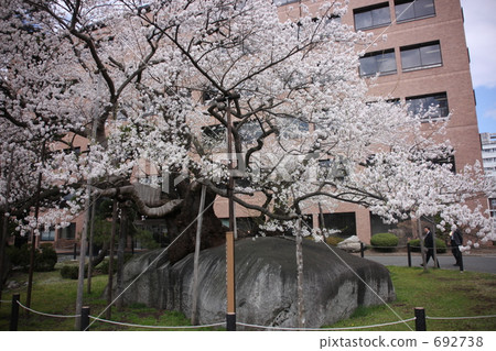 Morioka Ishikura Sakura 692738