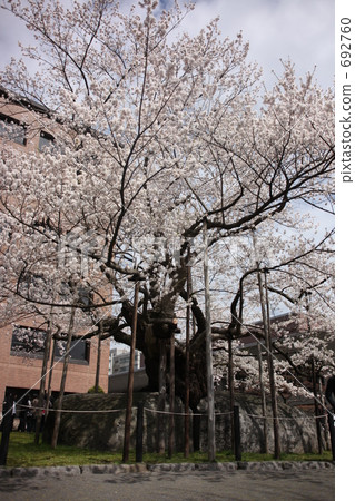 盛岡市石倉櫻花 盛岡市石倉櫻花 692760