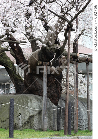 Morioka city Ishikura cherry tree 692766