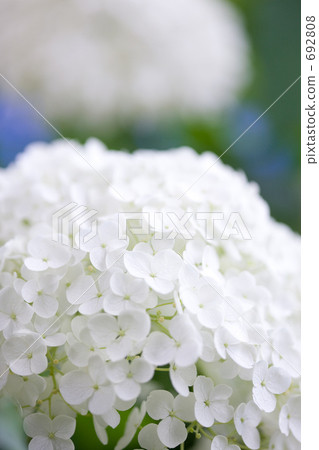 hydrangea flower 692808