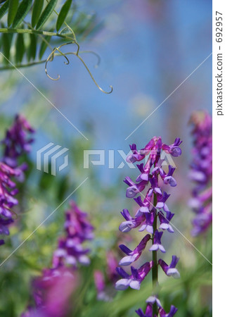 阿爾泰野豌豆 花朵 花 692957