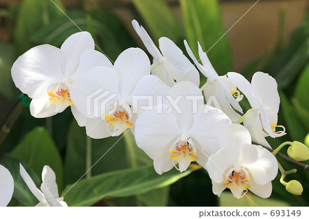 蝴蝶蘭 白色 693149