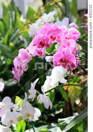 粉紅色 粉色 蝴蝶蘭 693152