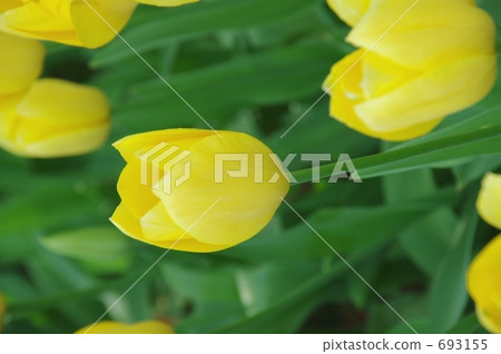 黃色鬱金香 693155
