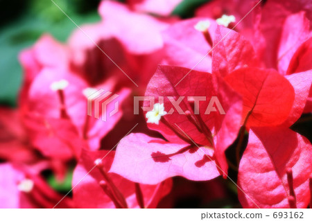 花心 大型船隻 九重葛 693162