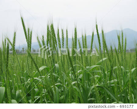 Wheat field in spring Wheat field in spring 693177
