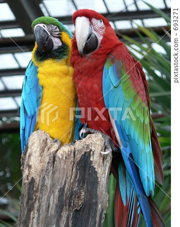 情侶鸚鵡 693271