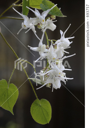 Tokiwa Ikarisisu 693757