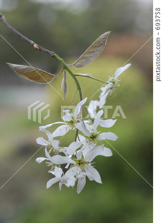 June berry flowers 693758