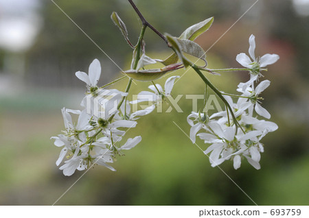 June berry flowers 693759