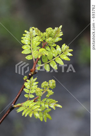 Young leaves of Sanseichou 693762