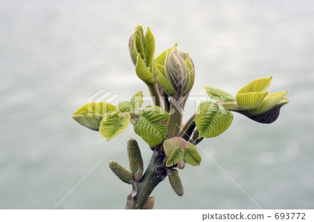 Fresh green of Onigurumi 693772