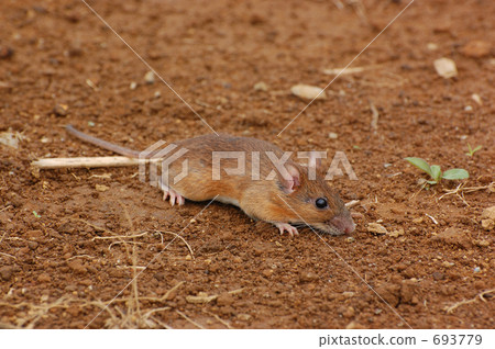 Ranbury mouse _ 1807 Ranbury mouse _ 1807 693779