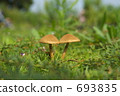 mushroom 693835