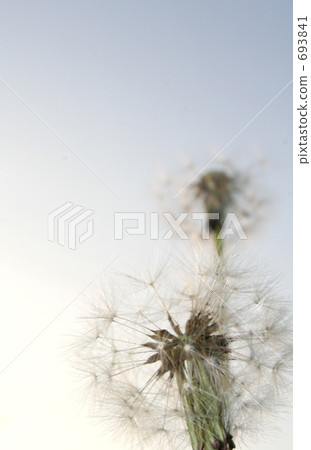 Dandelion spores 693841