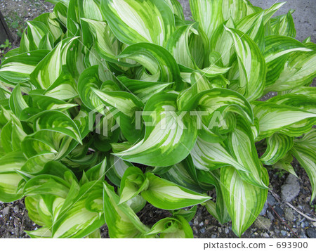 The young leaves of the strawberries of the garden 693900