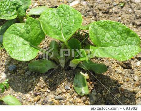 豇豆年輕葉子 693902