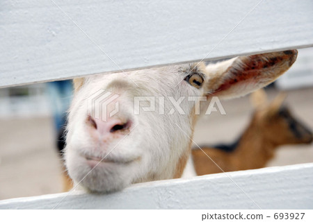 baby goat, mountain goat, ranch 693927