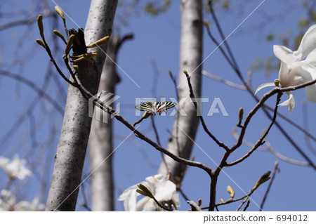 gifu butterfly, butterfly, butterflies 694012