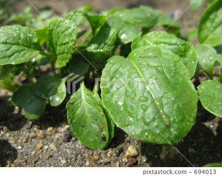 Young leaves of Komatsuna Young leaves of Komatsuna 694013