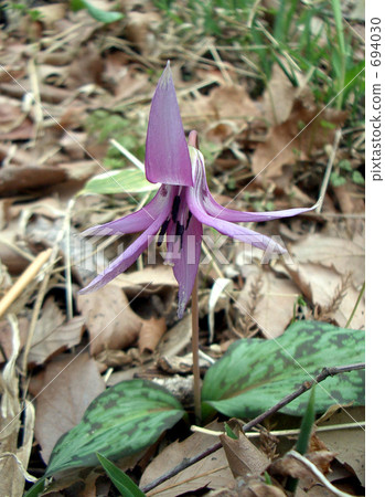 Katakuri花 Katakuri花 694030