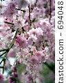 開花 花 櫻樹 694048