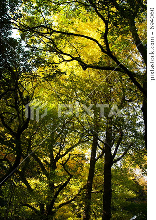 Autumn leaves Autumn leaves 694060