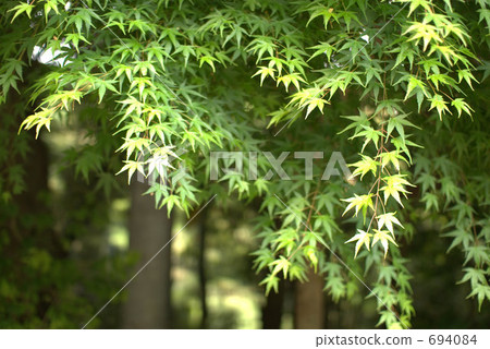 紅葉 天 日 694084
