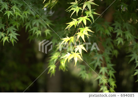 附近的 紅葉 仲夏 694085