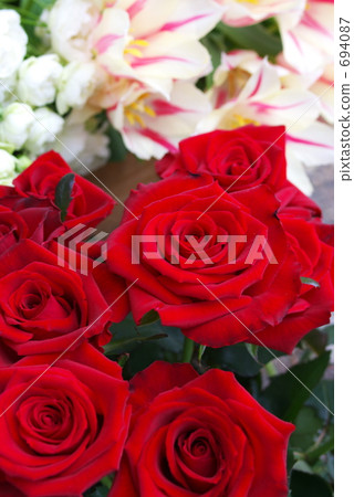 Rose Rose 694087