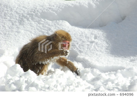 Snow monkey Snow monkey 694096
