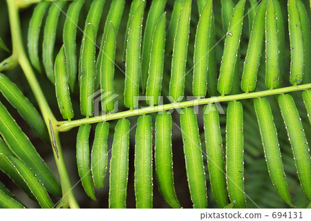 leaf leaf 694131