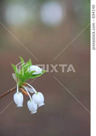 Daeda Dunziae Daeda Dunziae 694140