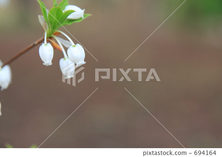 Daeda Dunziae Daeda Dunziae 694164