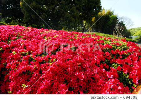 杜鵑花霧島 694308