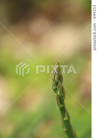 蘆筍 綠蘆筍 一 694353