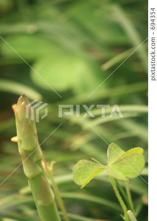 蘆筍 綠蘆筍 線條 694354