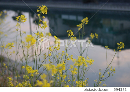 河流和油菜花 河流和油菜花 694381