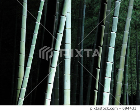 Shining bamboo grove Shining bamboo grove 694433