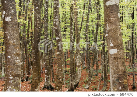 Buds of beech forest 694470