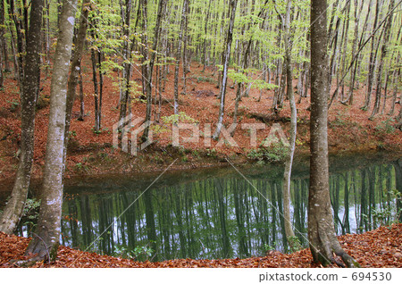 山毛櫸森林的芽 694530