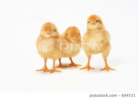 小雞 694531