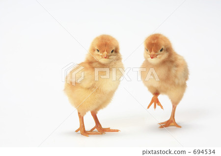 小雞 694534