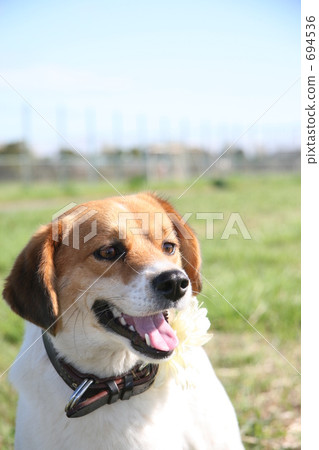 混種狗 米克斯狗 狗 694536