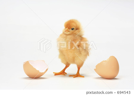 Chick	 694543
