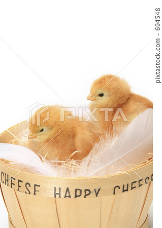 小雞 694548
