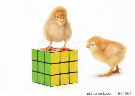 Toys and chicks 694564