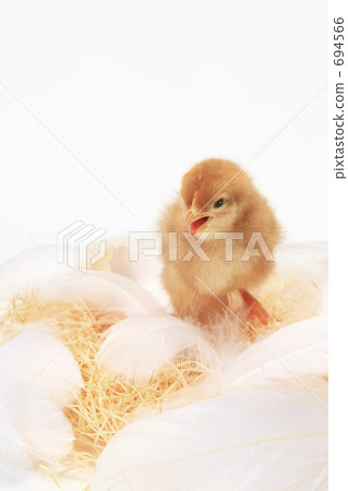 小雞 694566