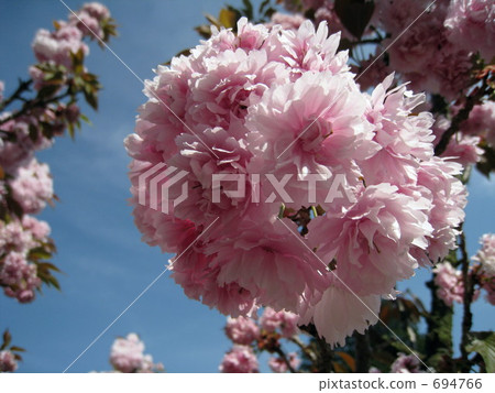 新鄉櫻花 694766