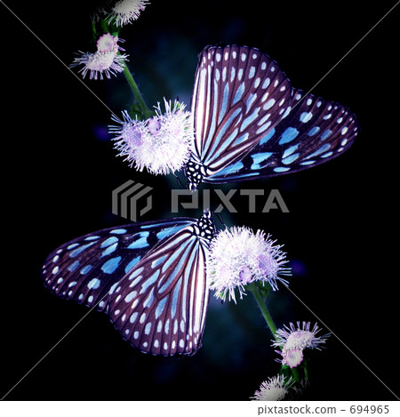 ceylon blue glassy tiger, chestnut tiger butterfly, butterfly 694965